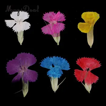 12Pcs Nekilnojamojo Paspaudus Lapai, Džiovintų Gėlių Dianthus Gėlės Puošmenų 
