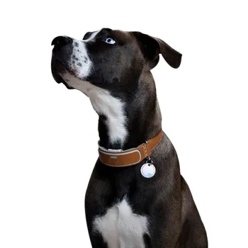 Meilė Širdies Dog Tag Šunų Antkaklis Priedą Deimantų Šuns Nagai ID Tag Pavadinimas Informacijos užkirsti Kelią Prarado Žavesio Karoliai Pakabukas