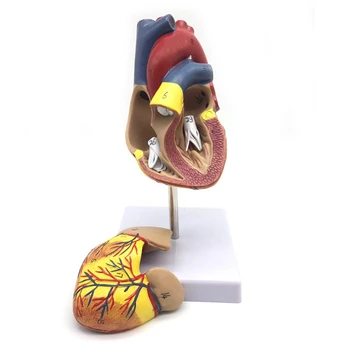 1: 1 Žmogaus Širdies Modelis, Anatomiškai Tiksliai Širdies Modelio Gyvenime Dydžio Žmogaus Skeleto Anatomijos Mokslo Klasėje Tyrimo Ekranas T
