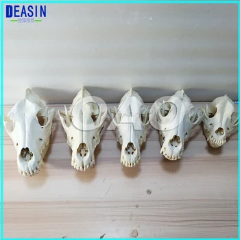 LAB Šuo Dentition Modelis šunų dantų kaukolės, žandikaulio kaulų sprendimas obliavimo mokymo Veterinarijos Gyvūnų modelio egzemplioriai