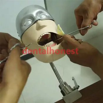 Nerūdijančio plieno galvos modelį, NISSIN Dantų manikins ir modelių Phantom Galvos, Dantų mokymo modelį